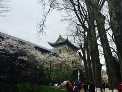 -武汉大学-樱园