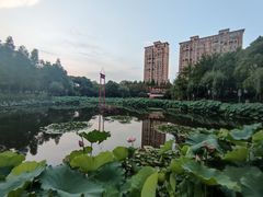 -陈家山荷花公园