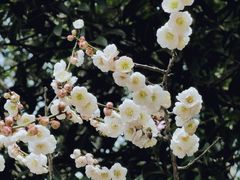 -无锡梅园公园