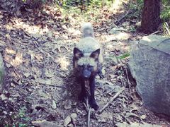 -阳台山自然风景区