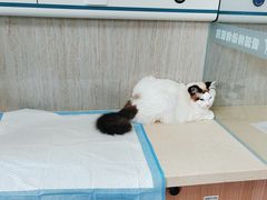 -爱派特动物医院·全科诊疗中心
