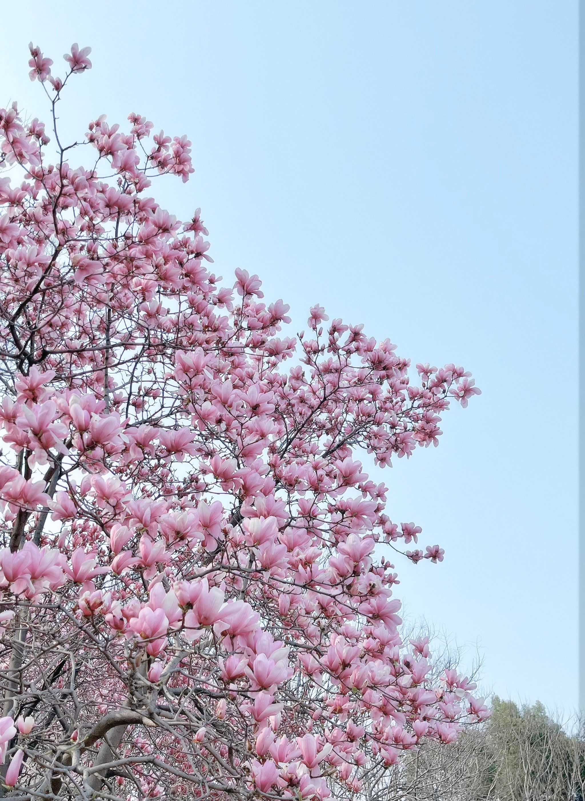 春天花开啦,快出门踏青吧