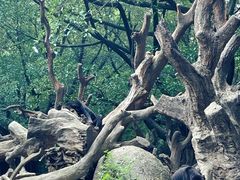 -广州长隆野生动物世界