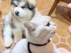 -李小姐の猫咖啡馆(五角场店)