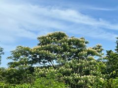 -马峦山郊野公园