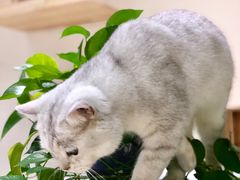 -藏猫猫咖啡主题馆(中央大道店)