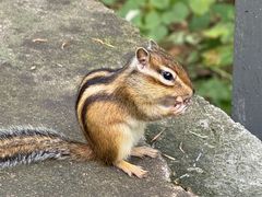 -五营红松林海景区