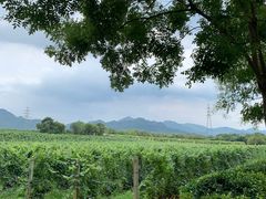 -北京张裕爱斐堡酒庄