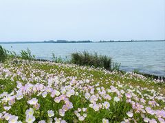 -白洋淀风景区
