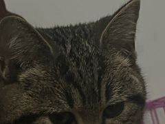 -宠欣安宠物医院·包河区中心医院