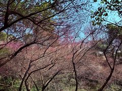 -杭州半山国家森林公园