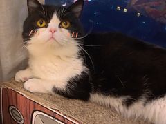 momo-Catmate·猫肥家润(金润铂宫店)