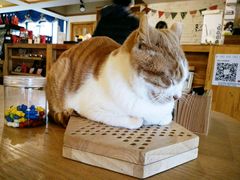 -猫咖时代(中山亭店)
