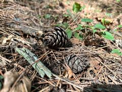 -帽儿山国家森林公园