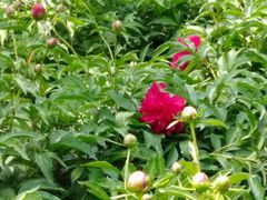 芍药-沈阳植物园