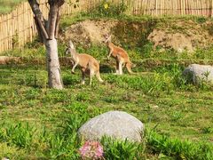 -泉州海丝野生动物世界