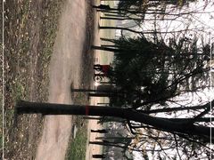 -咸阳湖景区-古渡公园