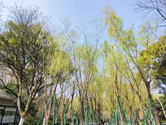 -柳浪闻莺公园