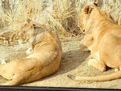 -北京野生动物园