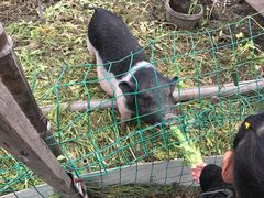 -青浦采草莓天天草莓园