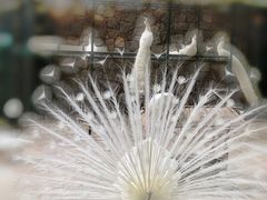 -银树楼(紫玉山庄东区店)