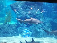 -暹罗海洋世界