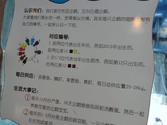 -芜湖新华联大白鲸海洋公园
