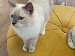 -1013 PET SHOP精品宠物商店(丁香店)