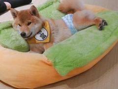 -逗柴咖啡屋·狗咖猫咖宠物桌游