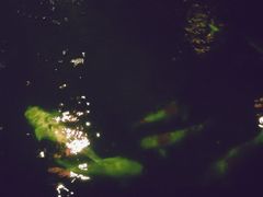 -卷心菜和避孕套餐厅(Pattaya)