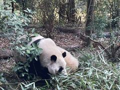 -中国大熊猫保护研究中心雅安碧峰峡基地