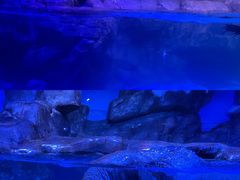-海合安青岛极地海洋公园
