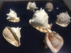 -青岛贝壳博物馆