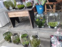 -本溪路花鸟市场(江浦路1709弄小区店)