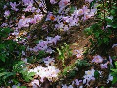 -梧桐山风景名胜区