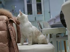 -喵的天空名猫咖啡馆·撸猫·猫舍·用品