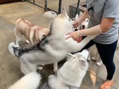 -TrueLove @ Neverland (Husky Cafe)