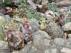 -姑婆山旅游区