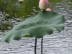 -荔湾湖公园
