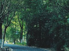 -东平国家森林公园