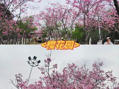 -高东镇樱花园