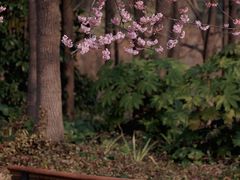 -顾村公园