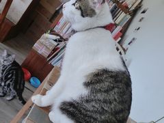 -海边的猫和咖啡馆