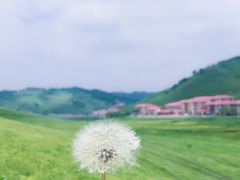-关山草原