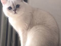 -伟伟宠物医院·瑞派猫友好医院·猫科(光谷店)
