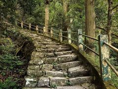 -天目山大树王景区