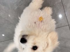 -贝利宠物医院·骨科·眼科·肿瘤转诊中心(南坪诊疗中心)