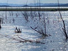 -野鸭湖国家湿地公园