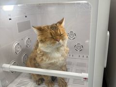 -爱洗澡的猫(望京店)