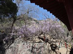 -泰山风景名胜区